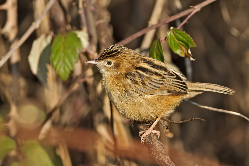 Beccamoschino Cisticola juncidis